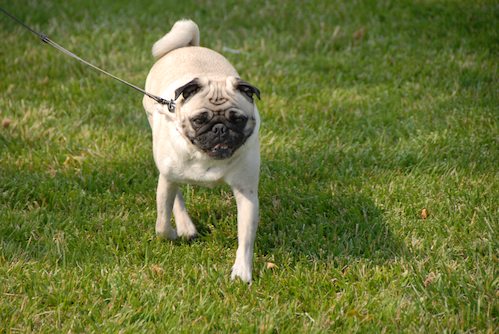Sheba and Rio have fun at the Water Park & Trash Mountain