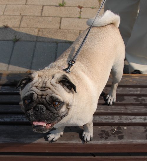 Sheba and Rio have fun at the Water Park & Trash Mountain