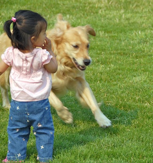 Daisy, Rio and Sheba Play