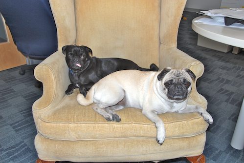 Rio and Sheba at the Office