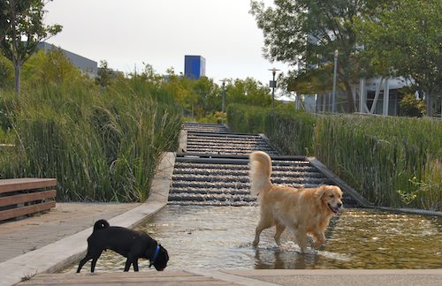 Daisy, Rio and Sheba Play