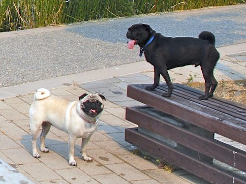 Daisy, Rio and Sheba Play