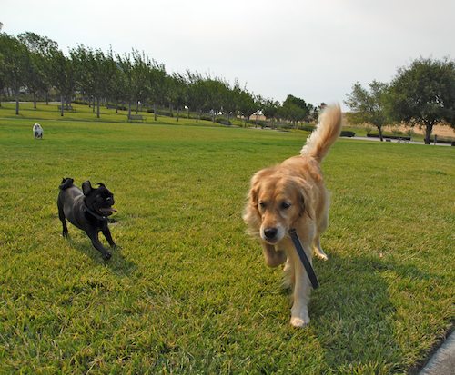 Daisy, Rio and Sheba Play
