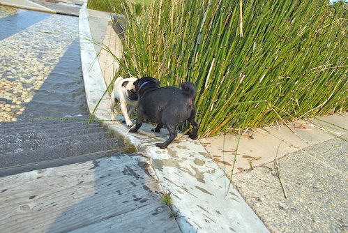 Daisy, Rio and Sheba Play