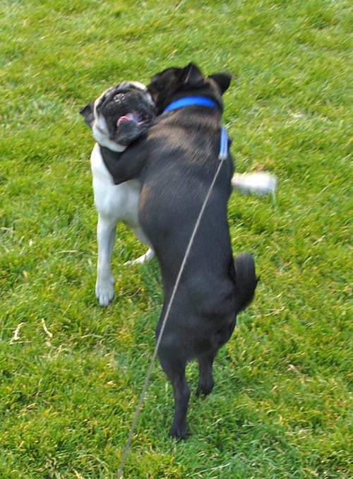 Daisy, Rio and Sheba Play