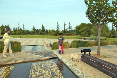 Daisy, Rio and Sheba Play