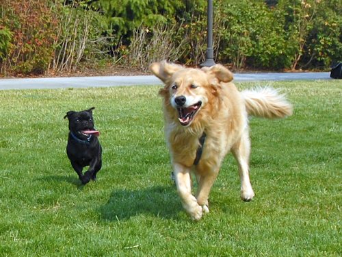 Daisy, Rio and Sheba Play