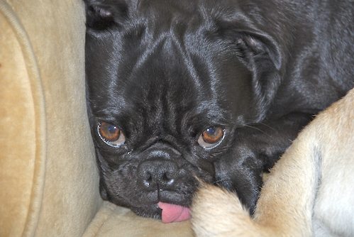 Rio and Sheba at the Office