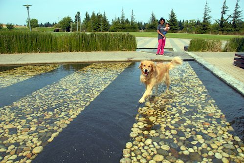 Daisy, Rio and Sheba Play