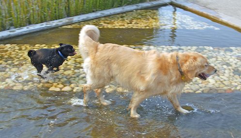 Daisy, Rio and Sheba Play