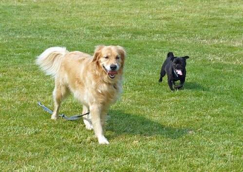Daisy, Rio and Sheba Play