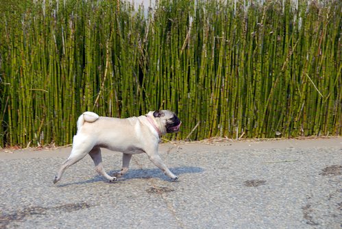 Daisy, Rio and Sheba Play