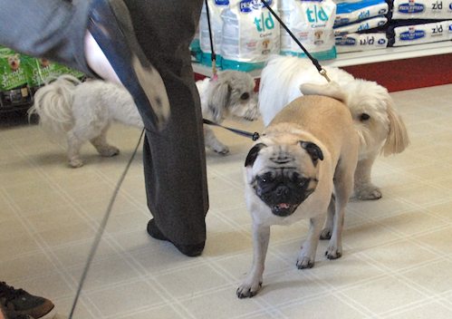 Sheba goes to the Doctor