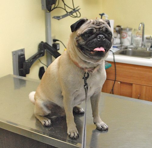 Sheba goes to the Doctor