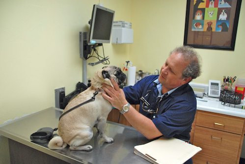 Sheba goes to the Doctor