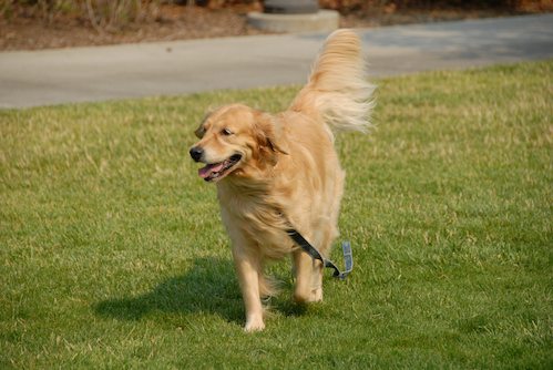 Daisy, Rio and Sheba Play