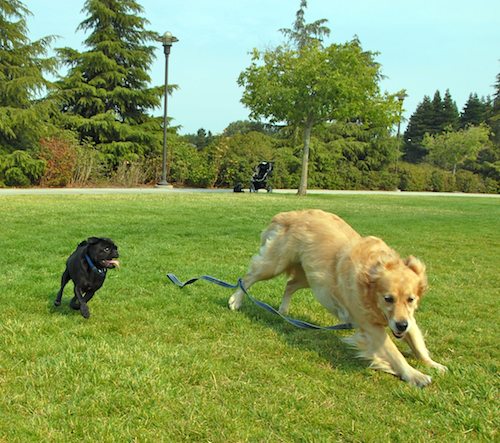 Daisy, Rio and Sheba Play