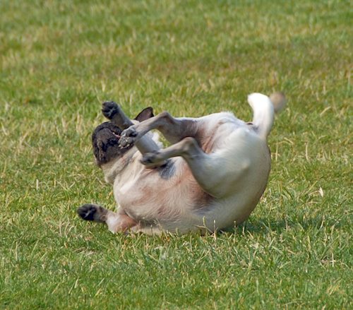 Daisy, Rio and Sheba Play
