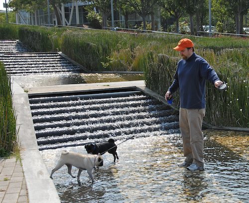 Sheba and Rio have fun at the Water Park & Trash Mountain