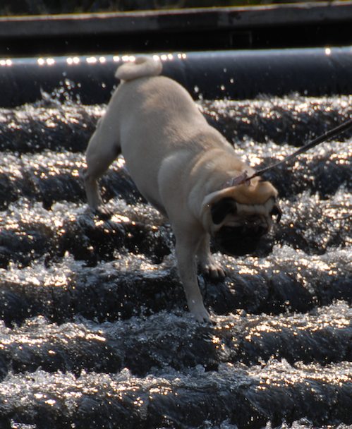 Sheba and Rio have fun at the Water Park & Trash Mountain