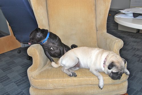 Rio and Sheba at the Office