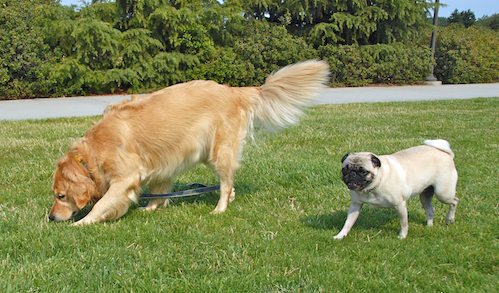 Daisy, Rio and Sheba Play