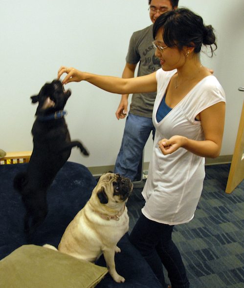 Hug Pugs in doors and out!