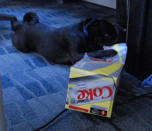 Hug Pugs in doors and out!