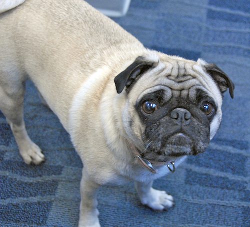 Hug Pugs in doors and out!