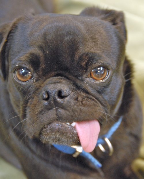 Hug Pugs in doors and out!