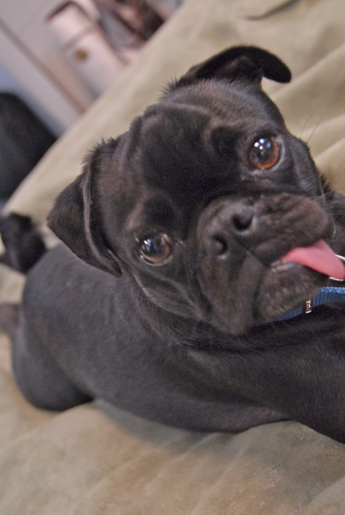 Hug Pugs in doors and out!