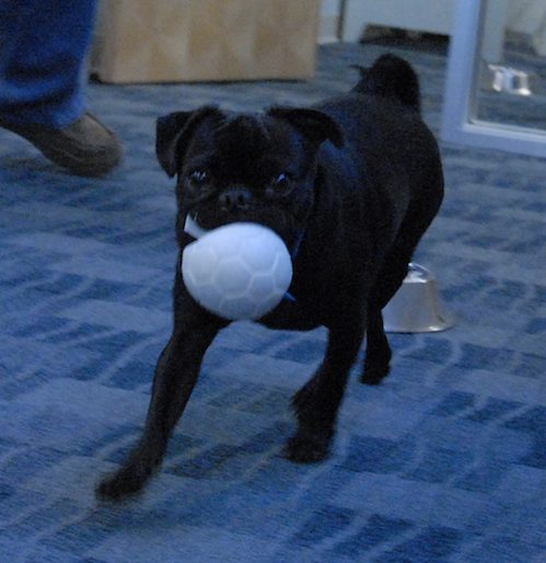 Hug Pugs in doors and out!