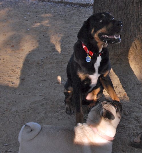 Hug Pugs in doors and out!