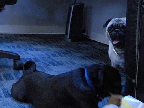 Hug Pugs in doors and out!