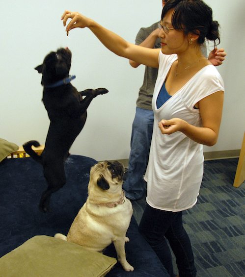 Hug Pugs in doors and out!