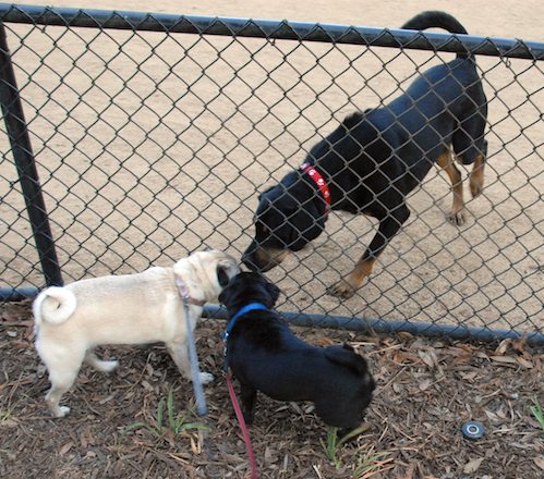 Hug Pugs in doors and out!