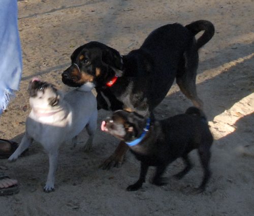 Hug Pugs in doors and out!