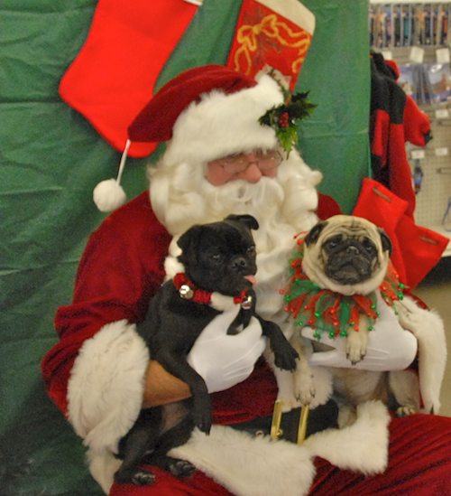 Hug Pugs with Santa Claus