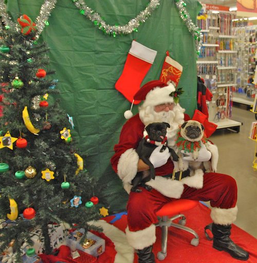 Hug Pugs with Santa Claus