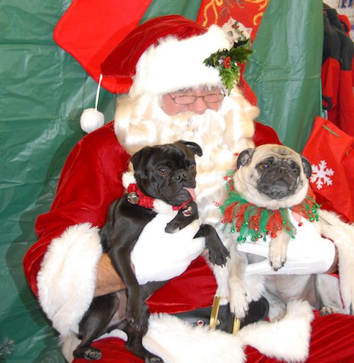 Hug Pugs with Santa Claus