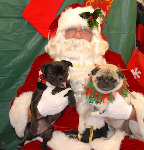 Hug Pugs with Santa Claus