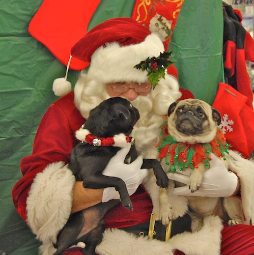 Hug Pugs with Santa Claus