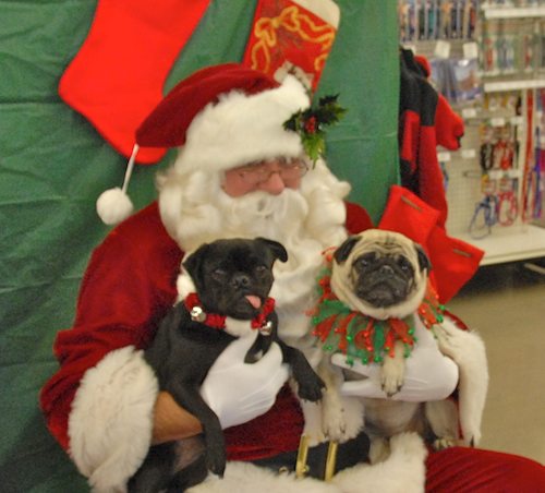 Hug Pugs with Santa Claus