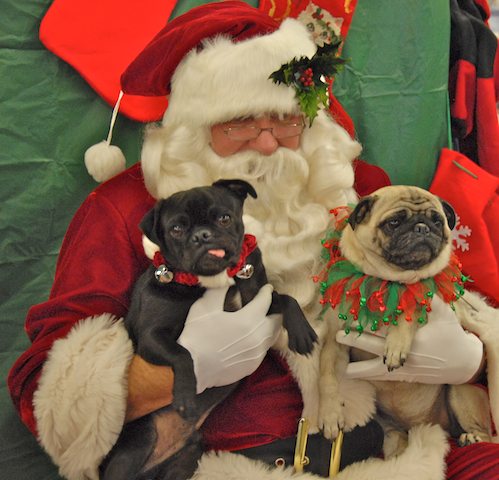 Hug Pugs with Santa Claus