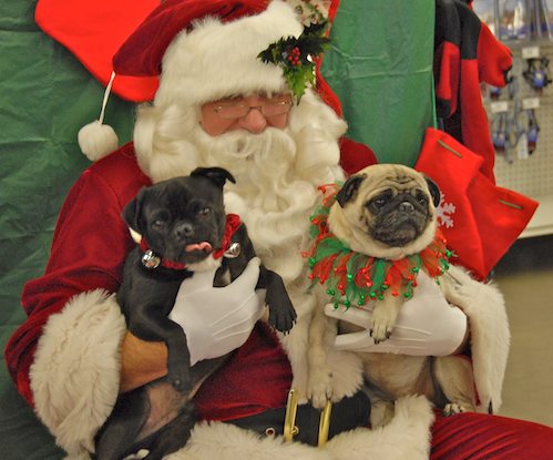 Hug Pugs with Santa Claus