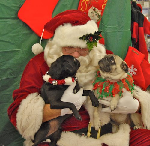 Hug Pugs with Santa Claus