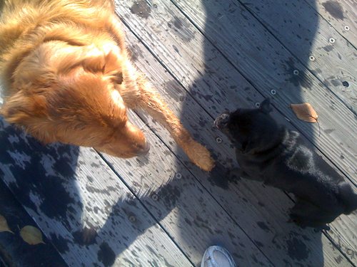 Hug Pugs with Santa Claus