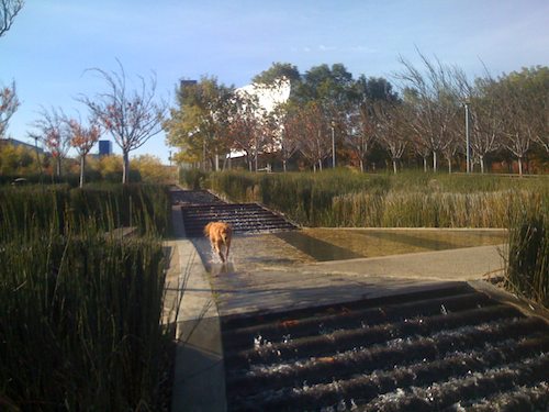 Hug Pugs with Santa Claus