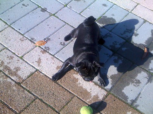 Hug Pugs with Santa Claus