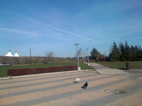 Hug Pugs with Santa Claus